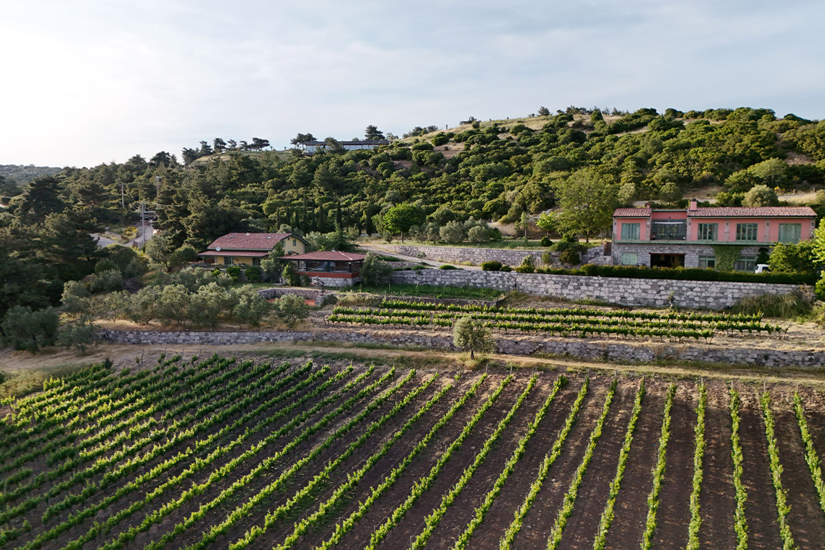 Assos Teruarı
